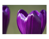 Buy Purple crocus flower abstract at AllPosters.com