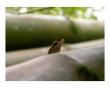 Bamboo Lizard