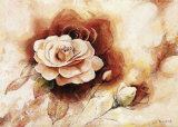 Rose Shadow II
