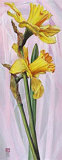 Buy Two Yellow Daffodils at AllPosters.com