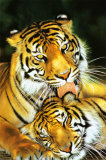 Buy Tiger - Mothers Love at AllPosters.com