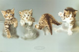 Hobby, Mindy, Tyson & KC