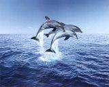 Buy Dolphin Trio at AllPosters.com