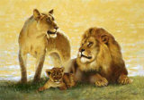Lions