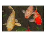 Green Rock Japanese Koi I