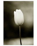 Early Morning Tulip
