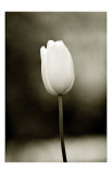 Buy Early Morning Tulip at AllPosters.com