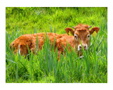 The Irish Cow