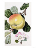 Buy A Hand Coloured Engraving of an Apple, from "Pomologia Britannica" at AllPosters.com
