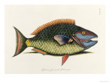 Buy The Parrot Fish at AllPosters.com