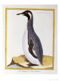 Buy A Penguin, Falkland Islands at AllPosters.com
