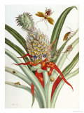 Buy Pineapple (Ananas) with Surinam Insects at AllPosters.com