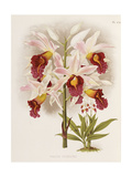 Buy Phajus Cocksonii at AllPosters.com
