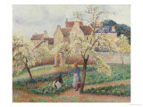 Plum Trees in Blossom
