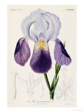 Buy Bearded Iris, Iris Germanica at AllPosters.com
