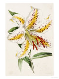 Buy Lily, from "The Floral Magazine" at AllPosters.com