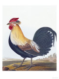Buy Cock at AllPosters.com