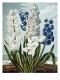 Buy Hyacynths at AllPosters.com