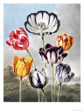 Buy Tulips at AllPosters.com