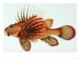 Buy A Selection from the Most Remarkable and Interesting Fishes Found on the Coast of Ceylon, 1828-30 at AllPosters.com