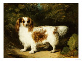 Buy A Blenheim Cavalier King Charles Spaniel at AllPosters.com