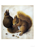 Buy Two Squirrels, One Eating a Hazelnut at AllPosters.com