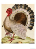 Buy A Turkey at AllPosters.com