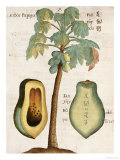 Arbor Papaya (Papaya Tree)