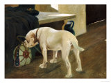 Buy Study of a Bull Dog, 1914 at AllPosters.com