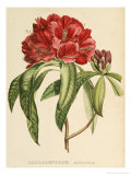 Buy Rhododendrum Arboreum at AllPosters.com