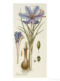 Buy Crocus Sativus at AllPosters.com