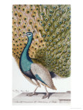 Buy A Male Peacock in Full Display at AllPosters.com