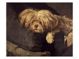 Buy Resting at AllPosters.com