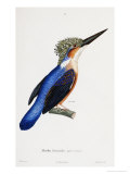 Buy Malagasy Kingfisher, Aleedo Vintsioides at AllPosters.com