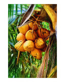 Buy Coconuts on Tree at AllPosters.com