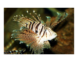 Buy Lion Fish at AllPosters.com