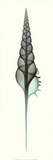 Tibia