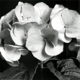 Hydrangea