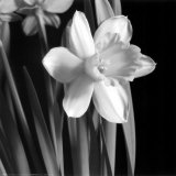 Daffodil