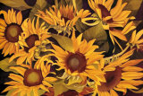 Buy Lions and Sunflowers II at AllPosters.com