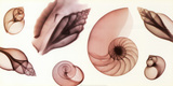 Shell Collection