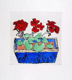 Geranium