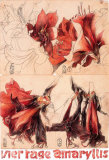 4 Tage Amaryllis