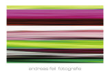 Buy Fotografie II at AllPosters.com