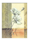 Buy Papaver at AllPosters.com