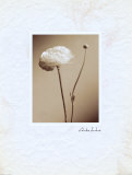 Buy Black and White I at AllPosters.com