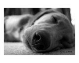 Dog Gone Days