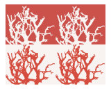 Buy Red & White Coral at AllPosters.com