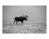 Buy Solitude at AllPosters.com