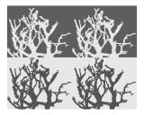 Buy Black & White coral at AllPosters.com